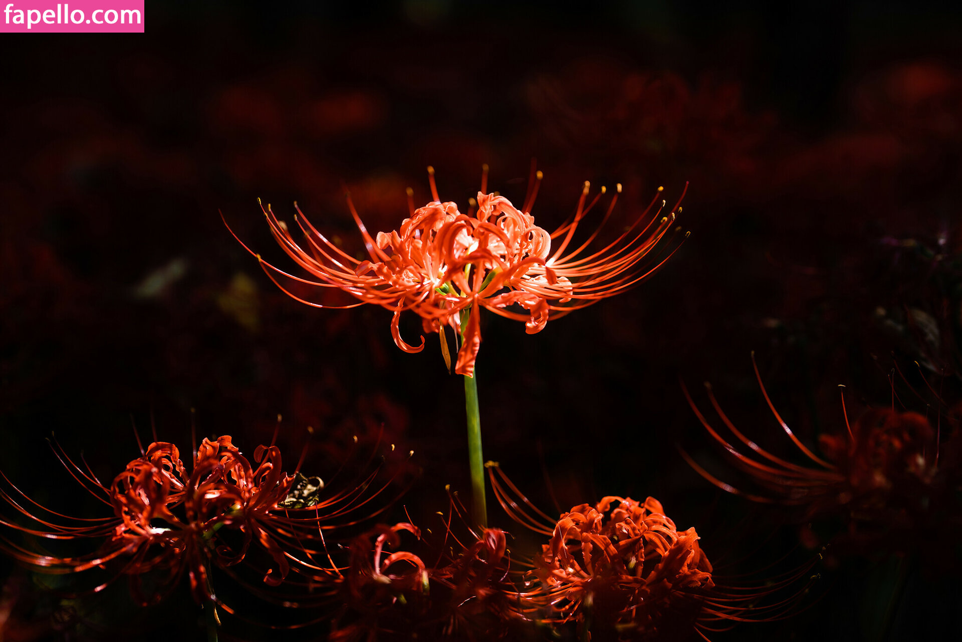 Ely Cosplay / Ely_eee / eeelyeee Nude Leaked OnlyFans/Patreon Photo #1052